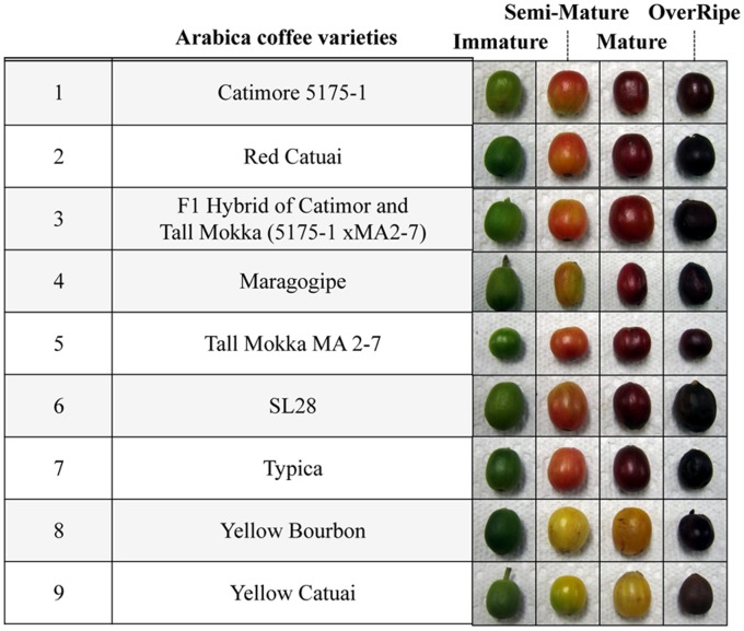 Các giống cà phê Arabica
