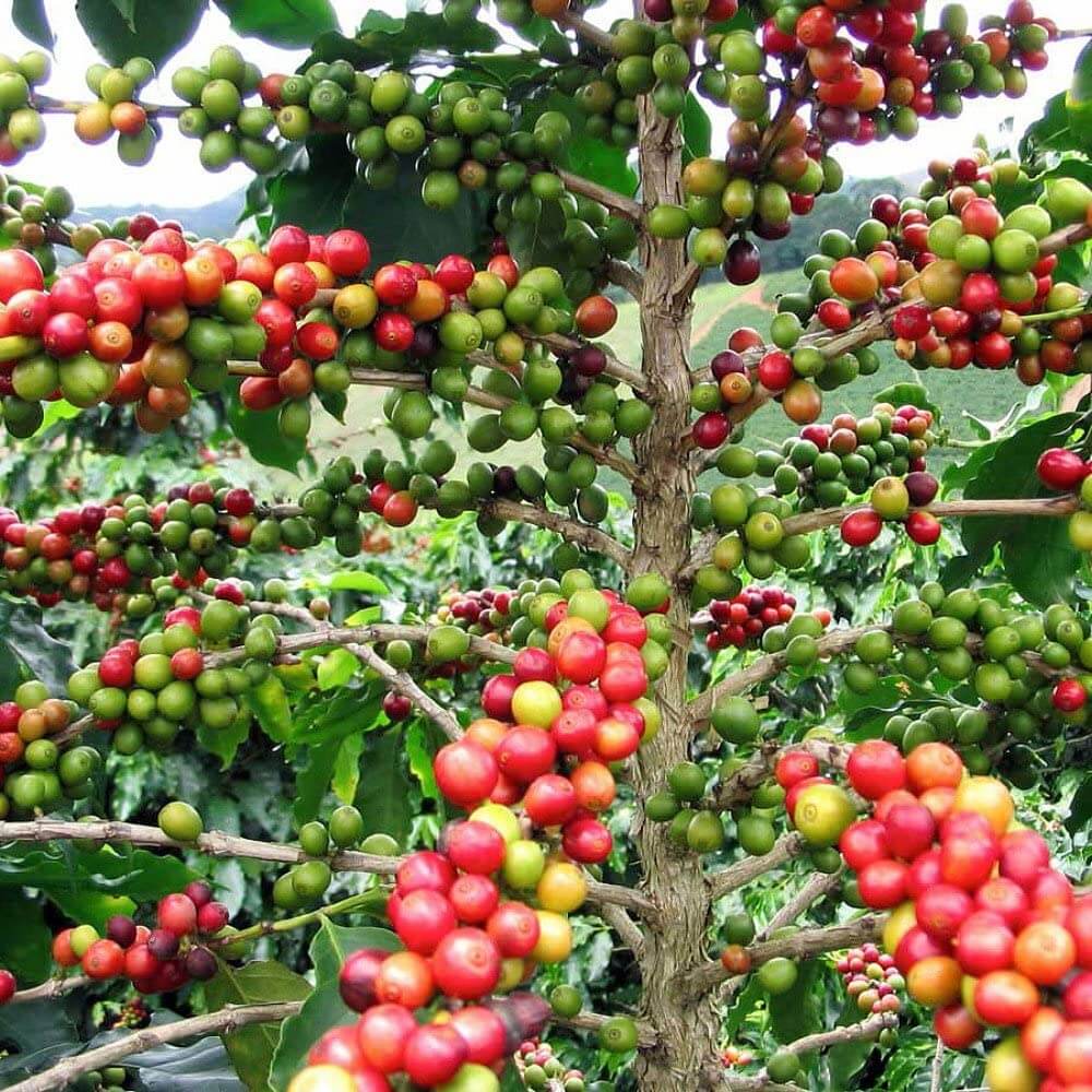 cà phê arabica là gì
