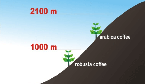 điều kiện sinh trưởng của Arabica và Robusta khác nhau