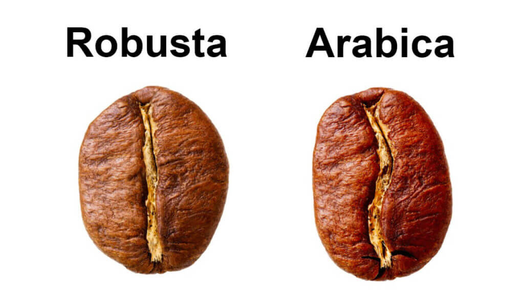 phân biệt hạt cà phê robusta và arabica