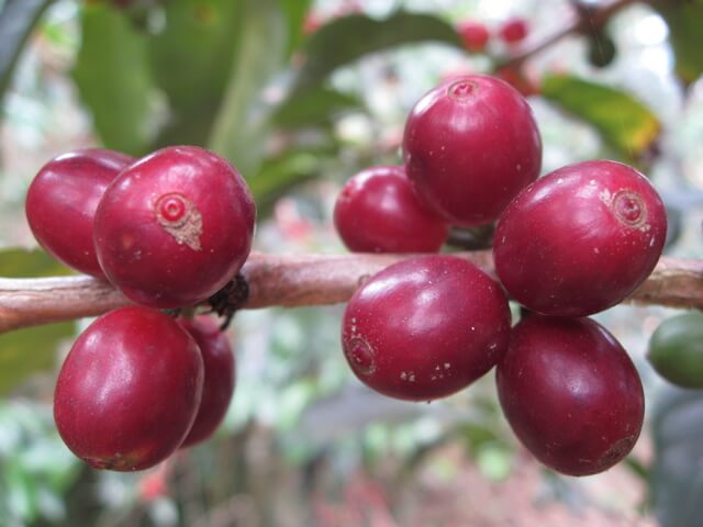 Cà phê Typica